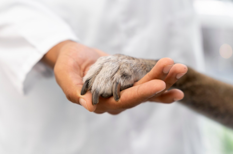 പാരാവെറ്റ് നിയമനം