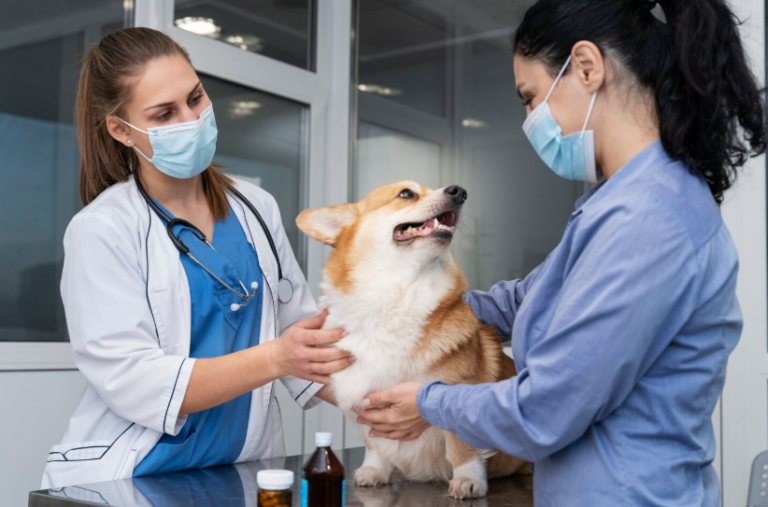 വെറ്ററിനറി ഡോക്ടര്‍ നിയമനം: വാക്ക് ഇന്‍ ഇന്റര്‍വ്യൂ 22 ന്